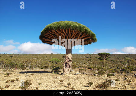 Dragon Tree, sangue albero sull altopiano Homhil, isola di Socotra, Oceano Indiano, Yemen Foto Stock