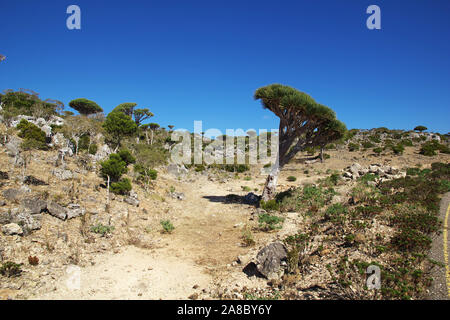 Dragon Tree, sangue albero sull altopiano Homhil, isola di Socotra, Oceano Indiano, Yemen Foto Stock