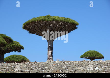 Dragon Tree, sangue albero sull altopiano Homhil, isola di Socotra, Oceano Indiano, Yemen Foto Stock