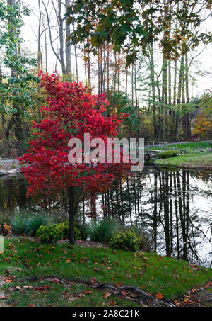 Brillante autunno-rosso acero piccolo albero che cresce a lato di un piccolo lago. Autunno a colori e la riflessione di alberi di alto fusto.Il formato verticale. Matura in background. Foto Stock