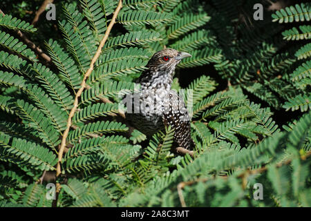 Asian koel, femmina, Eudynamys scolopaceus di Pune, Maharashtra, India Foto Stock