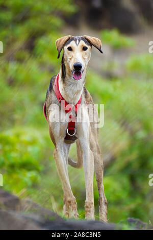 Cane con collare Satara, Maharashtra Foto Stock