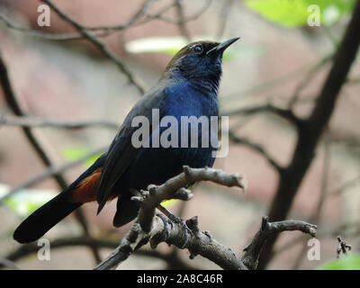 Indian robin, Axicoloides fulicatus, Amaravati, Maharashtra, India Foto Stock