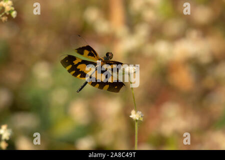 Immagine comune ala, femmina, Rhyothemis variegata, Amravati, Maharashtra, India Foto Stock
