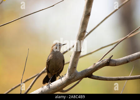 Robin indiano, femmina, Axicoloides fulicatus, Amaravati, Maharashtra, India Foto Stock