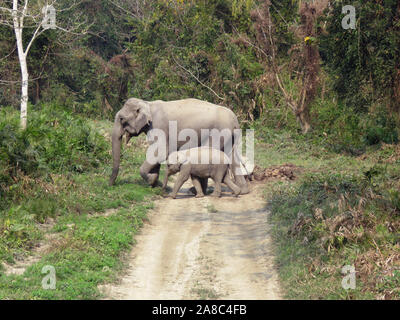 Asiatico elefante femmina con vitello, Elephas maximus, il Parco Nazionale di Kaziranga, Assam, India Foto Stock