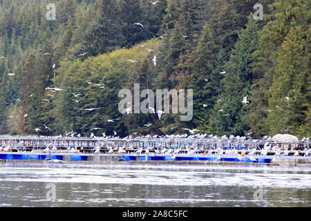 Gabbiani ad Neets Bay, Neets Bay, Alaska, STATI UNITI D'AMERICA Foto Stock