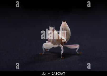 Giovani orchid mantis, Hymenopus coronatus, davanti a sfondo nero Foto Stock