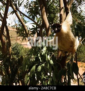 Ritratto di Coquerel il sifaka aka Propithecus coquereli a lemuri park di Antananarivo in Madagascar Foto Stock