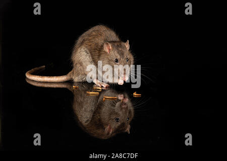 Una chiusura captive ratto comune su un Riflettente superficie nera. Si tratta di mangiare alimentazione su mealworms e vi è spazio Copia tutto Foto Stock