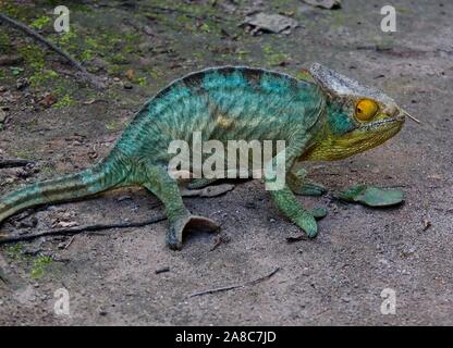 Ritratto maschile di Parson's chameleon aka Calumma parsonii Peyrieras nella riserva del rettile, Andasibe-Mantadia National Park in Madagascar Foto Stock