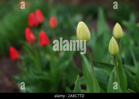 Nuovo tulipani crescono nel giardino di primavera. Foto Stock