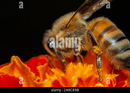 Ripresa macro di un ape, con particolare del suo addome striato, appoggiata su un fiore in cerca di polline Foto Stock