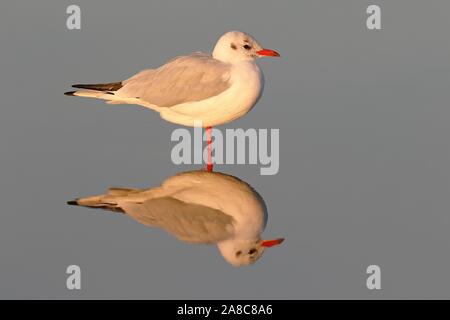 A testa nera (gabbiano Larus ridibundus) in abito invernale si riflette in bassi fondali del Mare del Nord, Schleswig-Holstein il Wadden Sea National Park Foto Stock