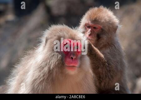 Due giapponesi macaque (Macaca fuscata) nella cura del corpo, delousing, Yamanouchi, Prefettura di Nagano, isola di Honshu, Giappone Foto Stock