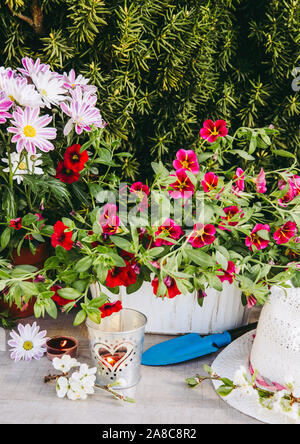 Molte diverse fiore rosa fiori in vasi e vari utensili da giardinaggio su tavola di legno, con giardino verde sullo sfondo di bush. Estate in giardino con Foto Stock