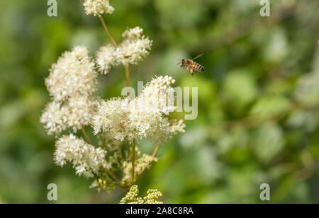 Filippendula ulmaria, comunemente conosciuta come erba di meadowsweet o erba di mead, regina del prato, orgoglio del prato, erba di prato, regina di prato, signora della mea Foto Stock