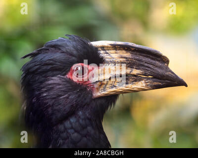 Trumpeter Hornbill Bycanistes bucinator Foto Stock