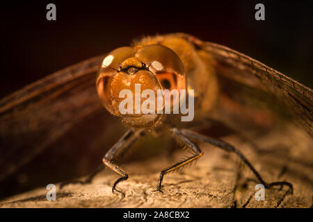 Estrema anteriore fotografia macro da una libellula rossa seduta su di una superficie di legno al crepuscolo. Foto Stock