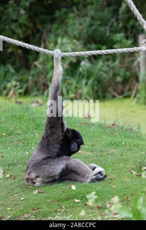 Gibbon argenteo sull'erba, appeso a una fune, il fuoco selettivo Foto Stock