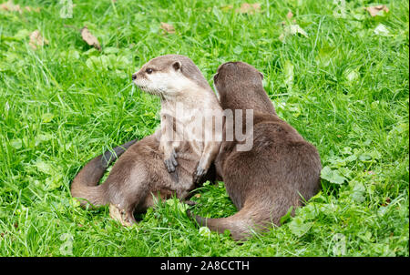 Ritratto di due corti orientali artigliato lontre cuddling, il fuoco selettivo Foto Stock