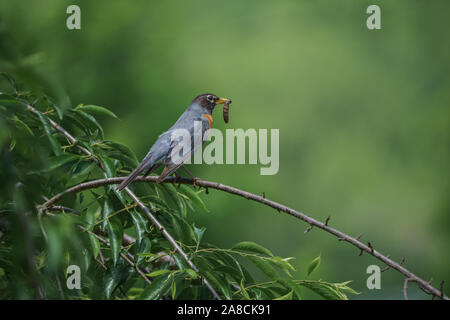 Un robin con un verme nel becco appollaiato su rami contro uno sfondo verde per lo spazio di copia Foto Stock