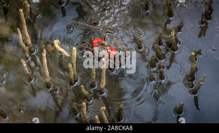 Mangrovie, honko in lingua malagasiana vicino a Tulear, progetto di rimboschimento ONG, Sesarma meinertii Foto Stock