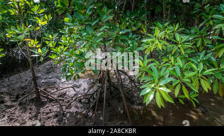 Mangrovie, honko in lingua malagasiana vicino a Tulear, progetto di rimboschimento delle ONG Foto Stock