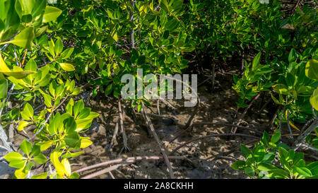 Mangrovie, honko in lingua malagasiana vicino a Tulear, progetto di rimboschimento delle ONG Foto Stock