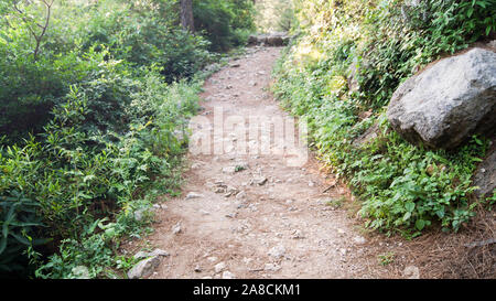 Percorso sterrato nella giungla paesaggio Foto Stock