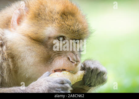 Un Barbary Macaque, noto anche come una barberia Ape in ambiente natura Foto Stock