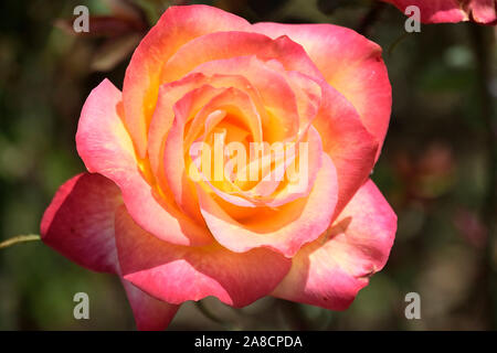 fiori di rosa sorprendenti in fiore nel giardino Foto Stock