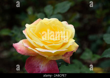 fiori di rosa sorprendenti in fiore nel giardino Foto Stock