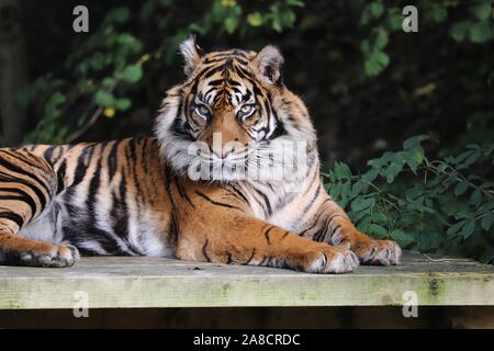 Femmina tigre di Sumatra, Daseep (Panthera tigris sumatrae) Foto Stock