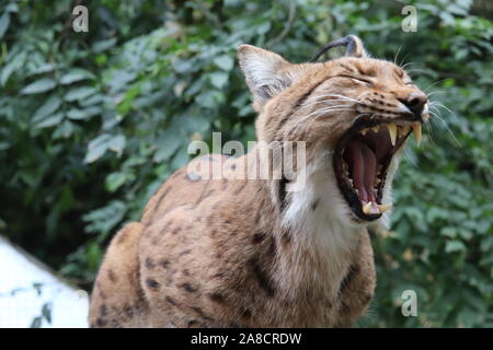 Maschio di lince dei Carpazi, Dave (Lynx lynx carpathicus) Foto Stock