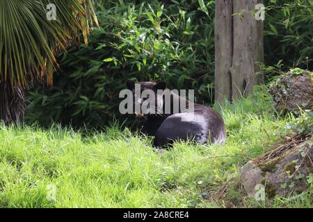 Jaguar femmina, Goshi, pattuglie (Panthera onca) Foto Stock