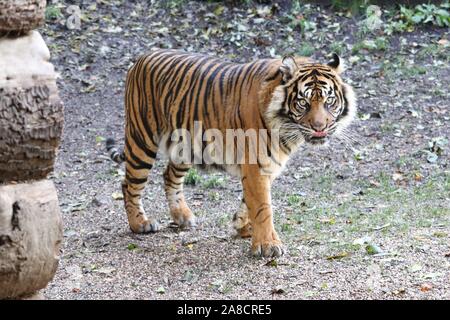 Femmina tigre di Sumatra, Daseep (Panthera tigris sumatrae) Foto Stock