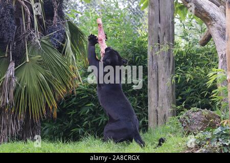 Jaguar femmina, Goshi, pattuglie (Panthera onca) Foto Stock