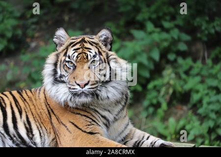 Femmina tigre di Sumatra, Daseep (Panthera tigris sumatrae) Foto Stock