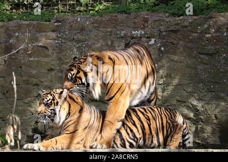Maschio di tigre di Sumatra, Joao & femmina tigre di Sumatra, Daseep (Panthera tigris sumatrae) Foto Stock
