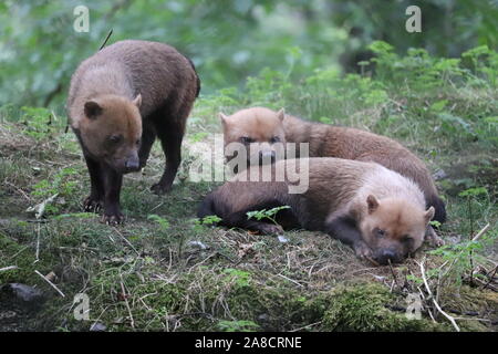 Boccola femmina cani, scarlatto, Rioja & Ruby (Speothos venaticus) Foto Stock