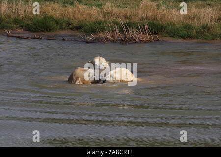 Maschio di orsi polari, Nobby, Nissan & Pixel (Ursus maritimus) Foto Stock