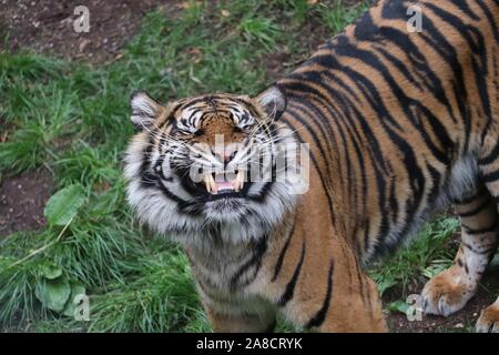 Femmina tigre di Sumatra, Daseep (Panthera tigris sumatrae) Foto Stock