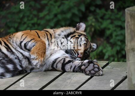 Femmina tigre di Sumatra, Daseep (Panthera tigris sumatrae) Foto Stock