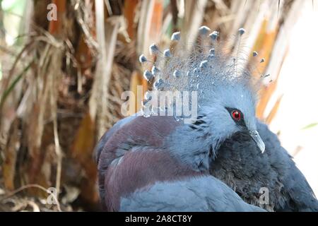 Victoria femminile coronata di Pigeon (Goura victoria) Foto Stock