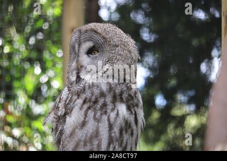 Femmina grigio grande gufo, Ursula (Strix nebulosa) Foto Stock