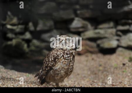 Voce maschile scavando il gufo, Paulinho (Athene cunicularia) Foto Stock