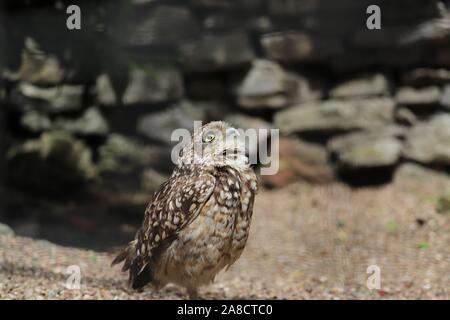 Voce maschile scavando il gufo, Paulinho (Athene cunicularia) Foto Stock