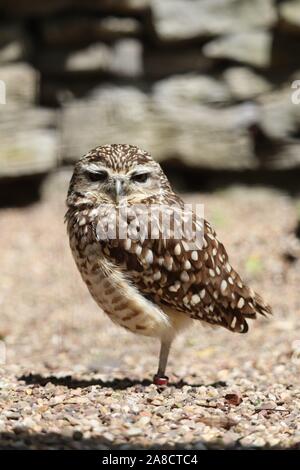 Voce maschile scavando il gufo, Paulinho (Athene cunicularia) Foto Stock