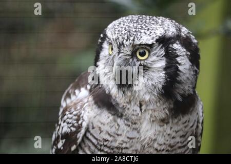 Maschio Falco settentrionale Civetta (surnia ulula) Foto Stock